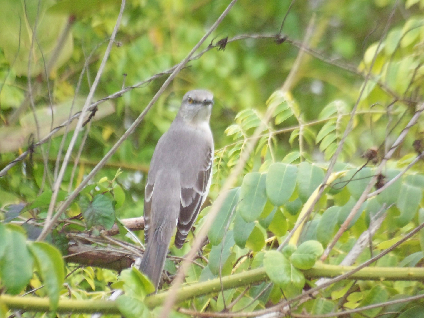 Der Strandvogel in Californien