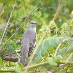 Der Strandvogel in Californien