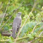 Der Strandvogel in Californien