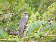 Der Strandvogel in Californien