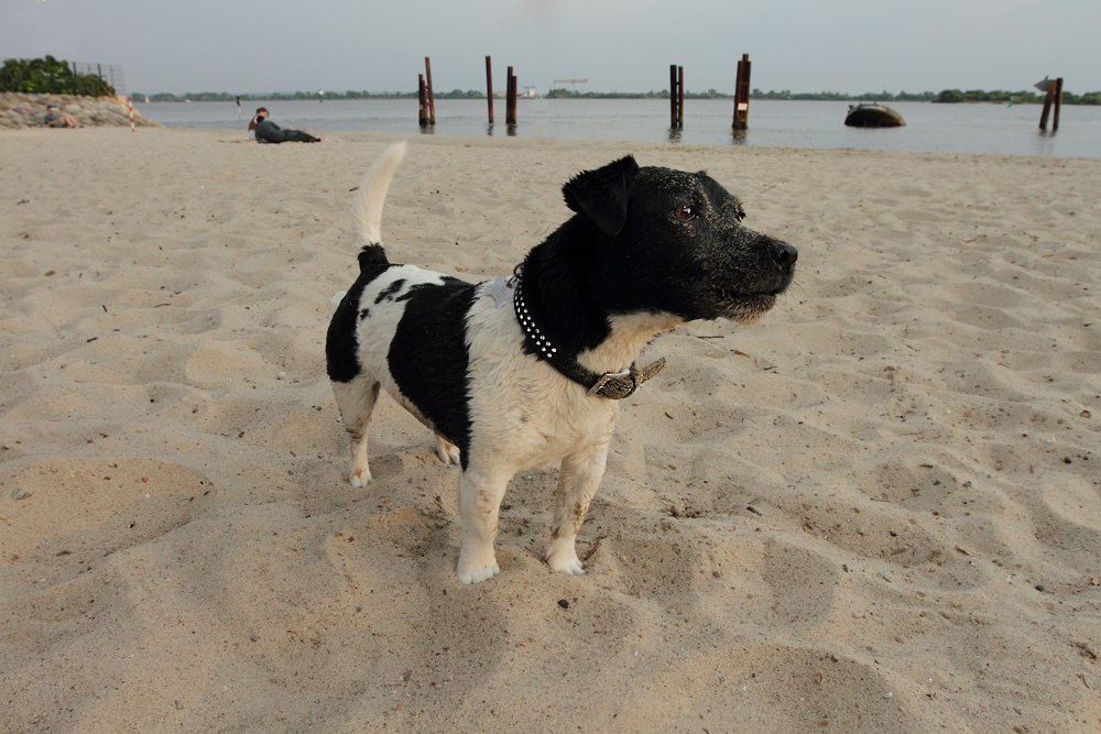 der Strandwächter