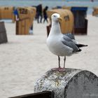 Der Strandwächter