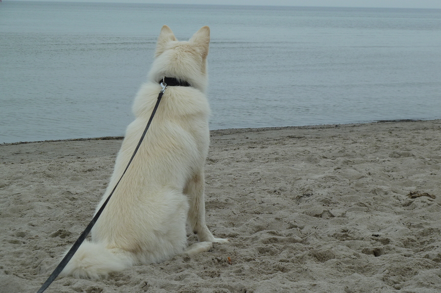 der Strandwächter !