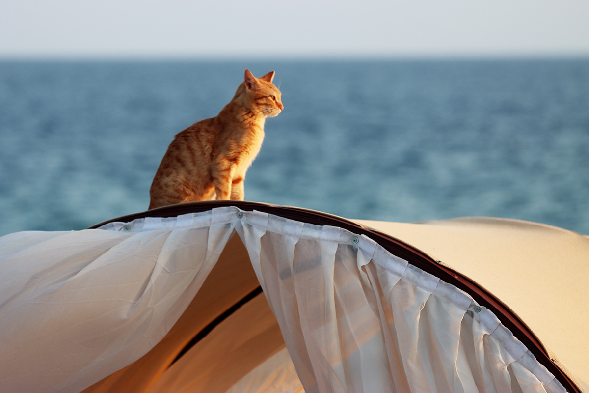 Der Strandwächter