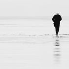 der strandwattläufer