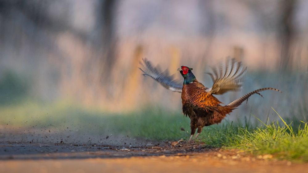 Der Straßenfeger Foto & Bild sonne, sonnenaufgang, weg Bilder auf