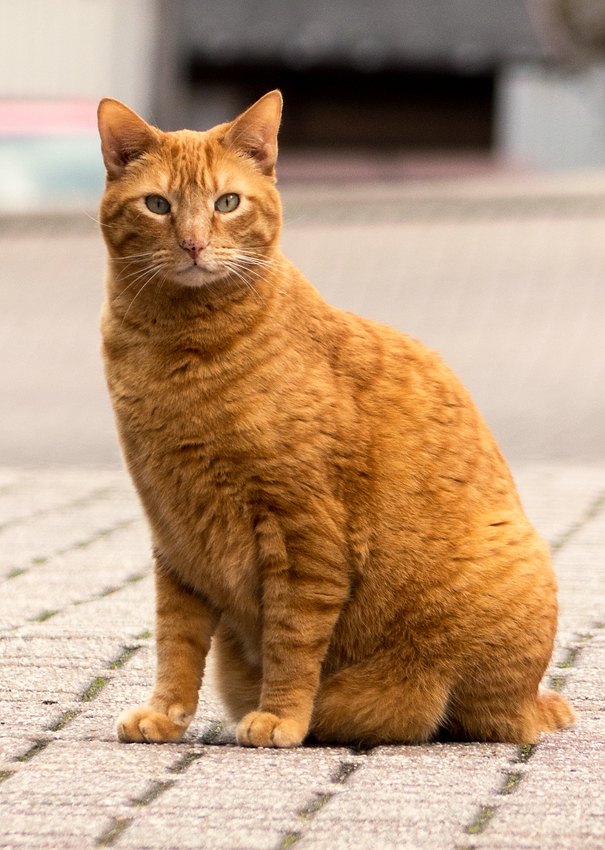 Der Straßenkater