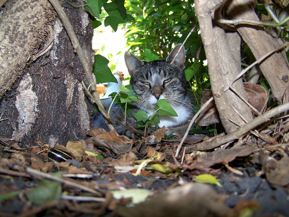 Der Straßenkater.......