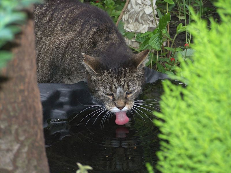 Der Straßenkater und sein Teich...