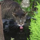 Der Straßenkater und sein Teich...