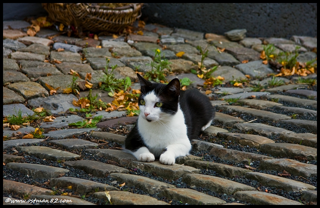 Der Straßentiger aus der Altstadt