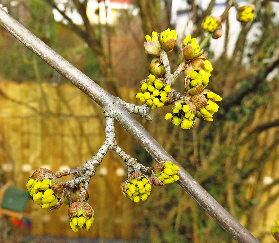 der Strauch wird gelb Foto & Bild pflanzen, pilze & flechten, sträucher, bäume/sträucher
