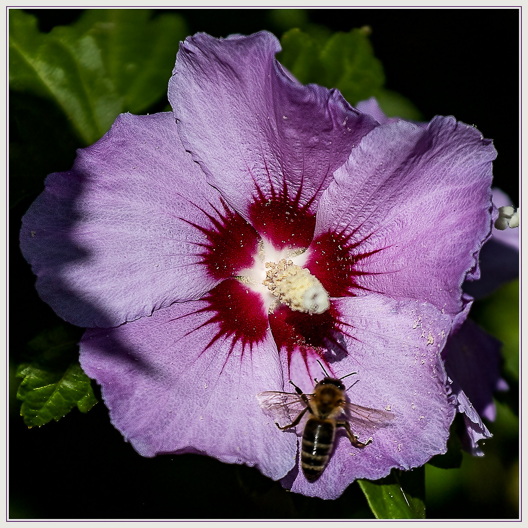45+ Straucheibisch Überwintern, Um die wurzeln des hibiskus vor