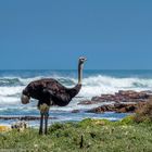 Der Strauss am Meer