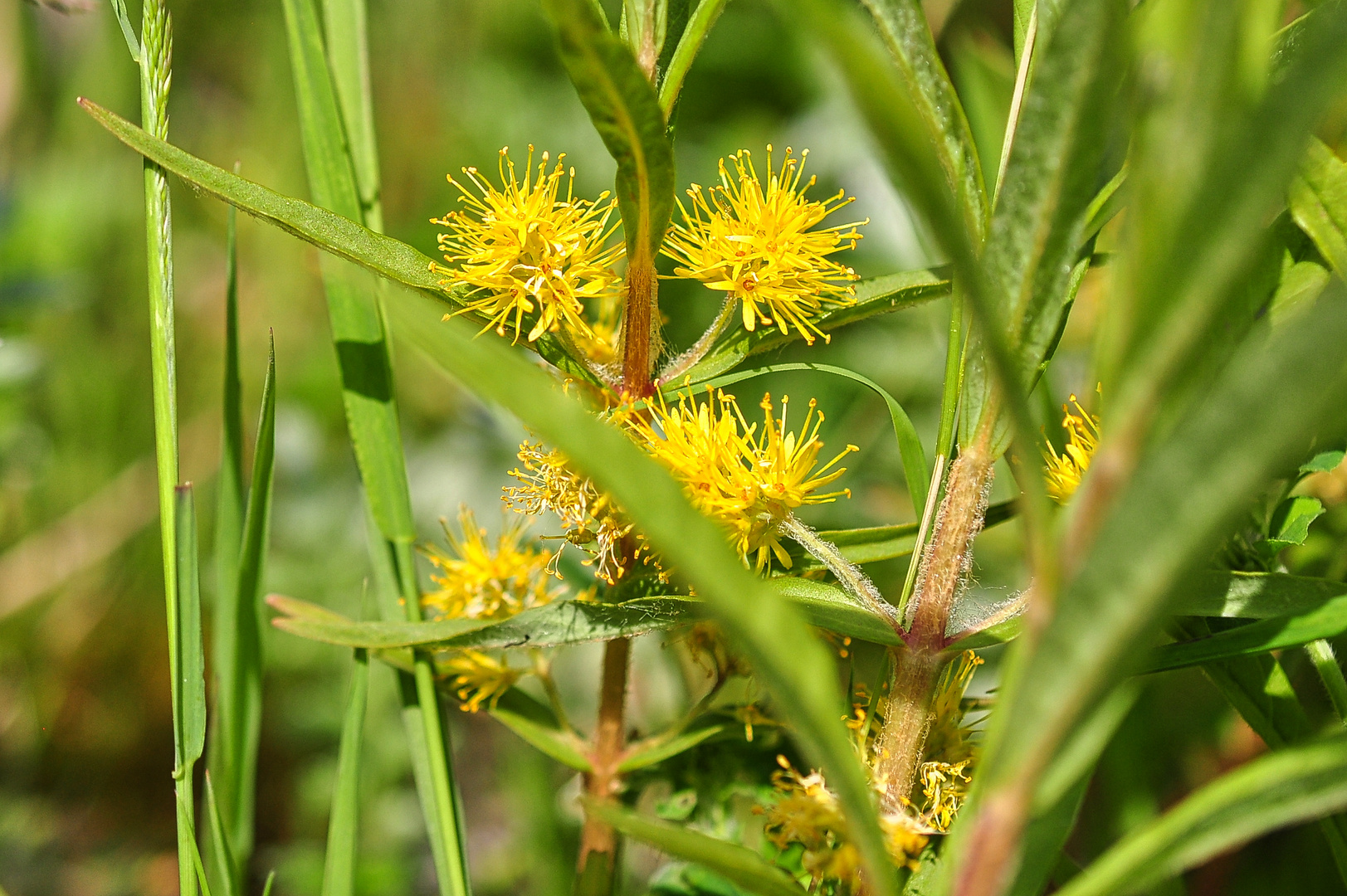 Der Strauß- Gilbweiderich (Lysimachia thyrsiflora)