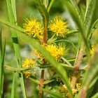 Der Strauß- Gilbweiderich (Lysimachia thyrsiflora)