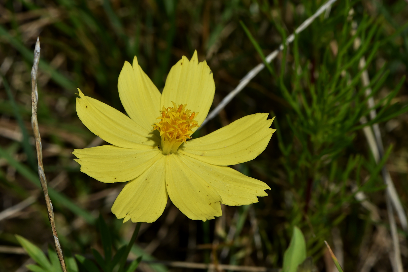 Der Strauss in der Blüte