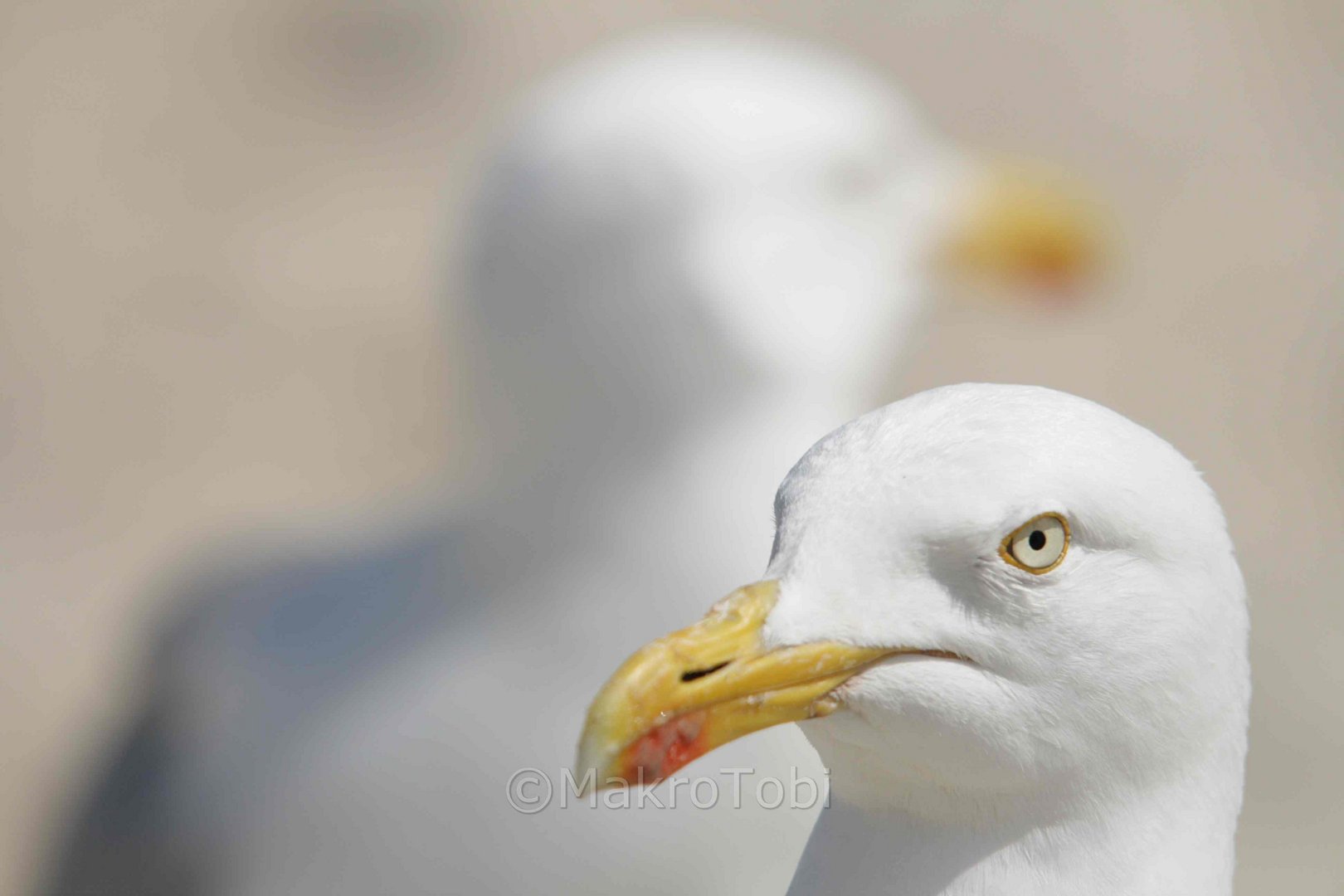 Der strenge Blick