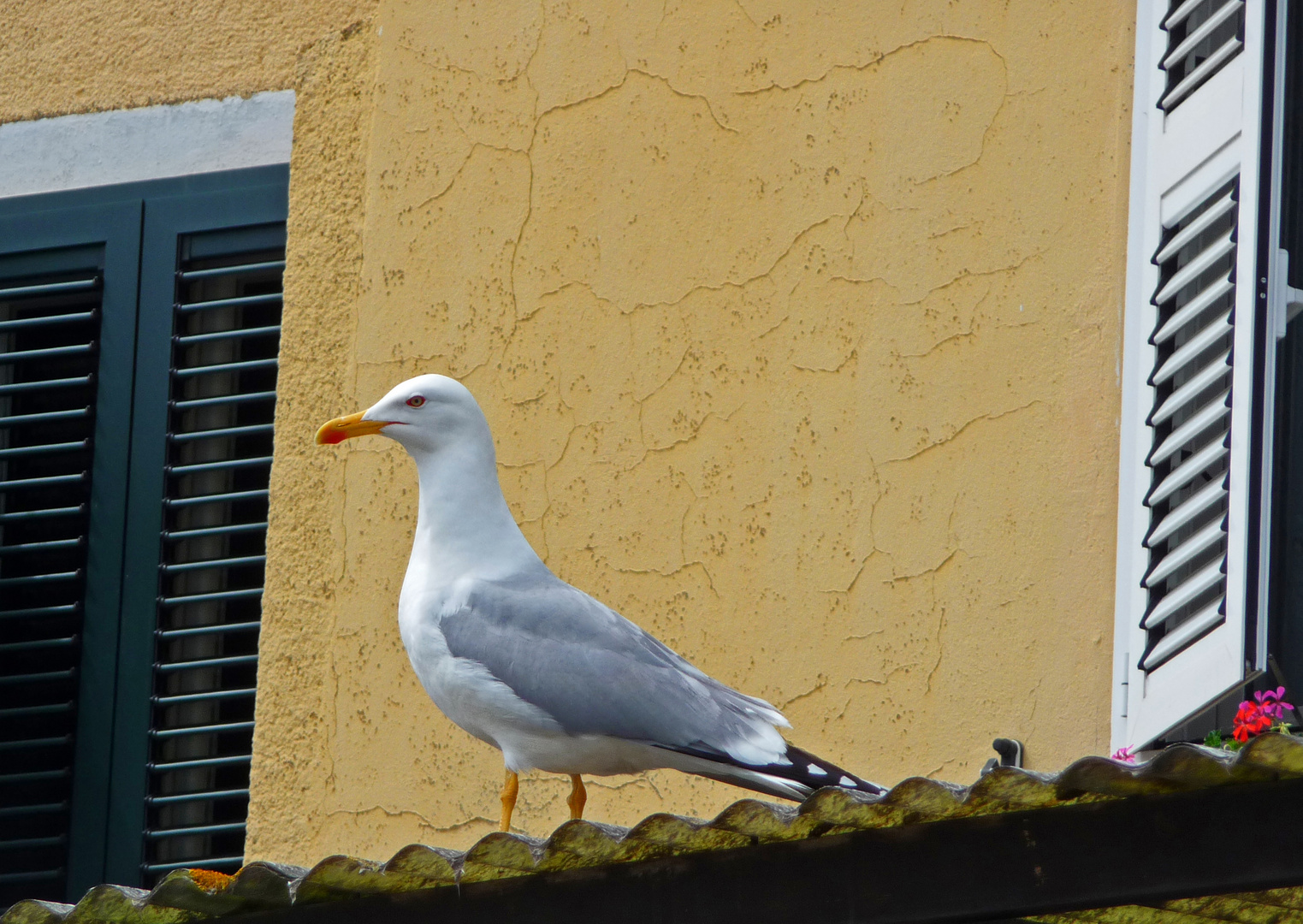 Der strenge Blick!