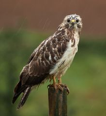 Der strömende Regen...