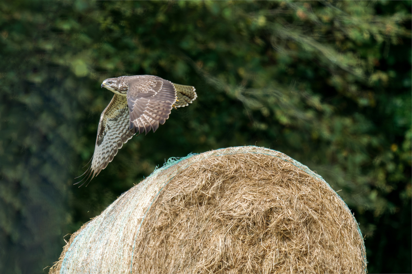 der Strohrad - Bussard von Wistedt  .....