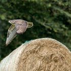 der Strohrad - Bussard von Wistedt  .....