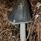 Der Struppige Tintling (Coprinopsis cinerea), ...