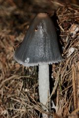 Der Struppige Tintling (Coprinopsis cinerea), ...