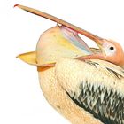 Der Stülper/Pelikan