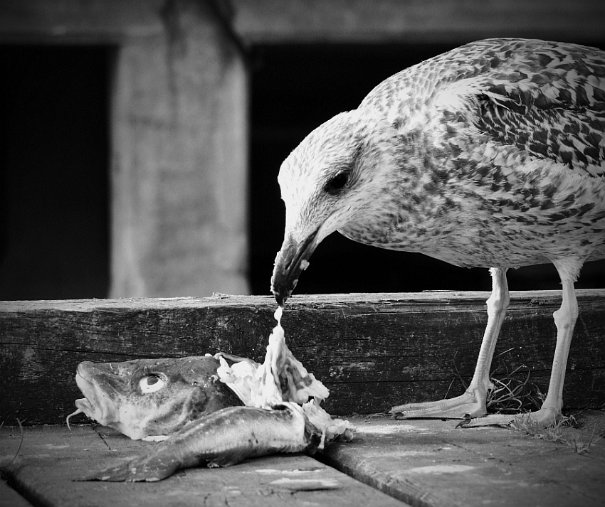 [ Der stumme Fisch - Möwenpick ]