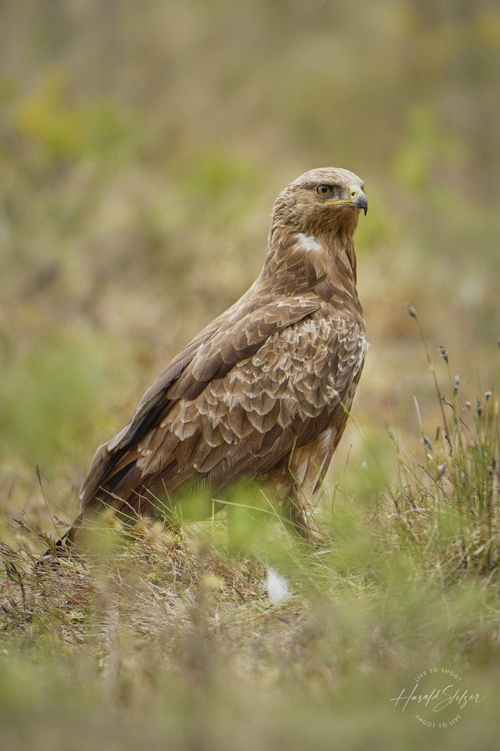 Der stumme Schreiadler 