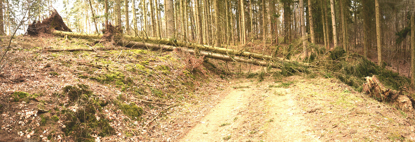 Der Sturm hat diese Fichten  zur Baumsperre gemacht