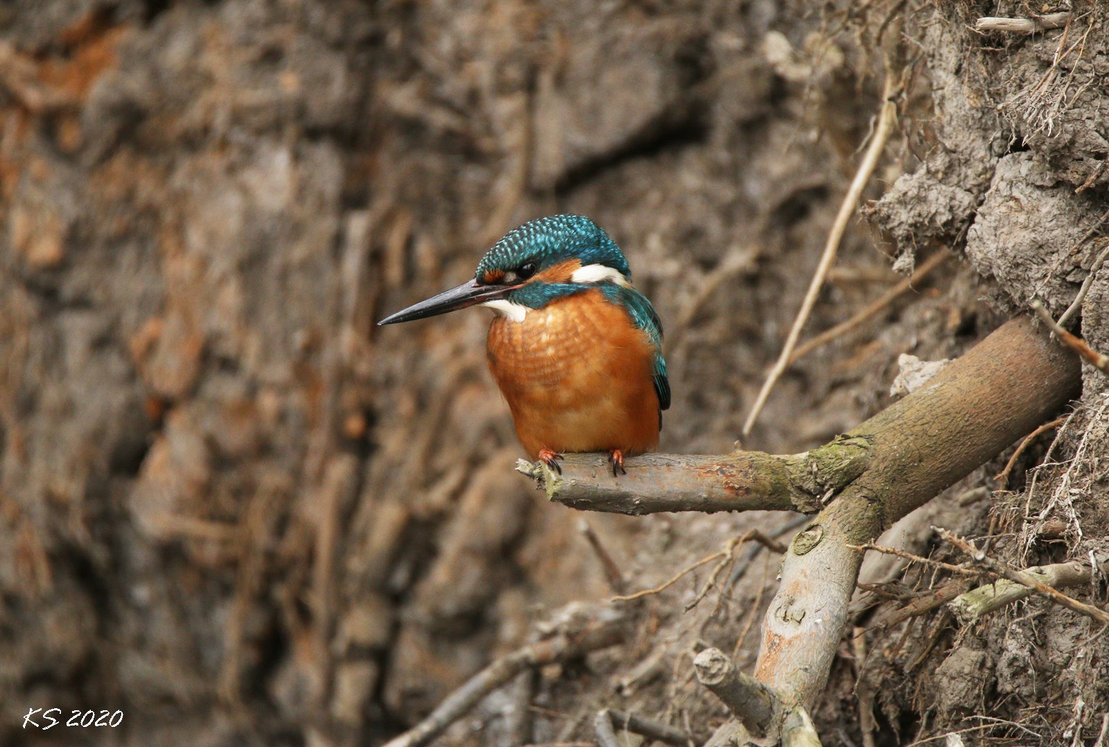 Der Sturmvogel ...