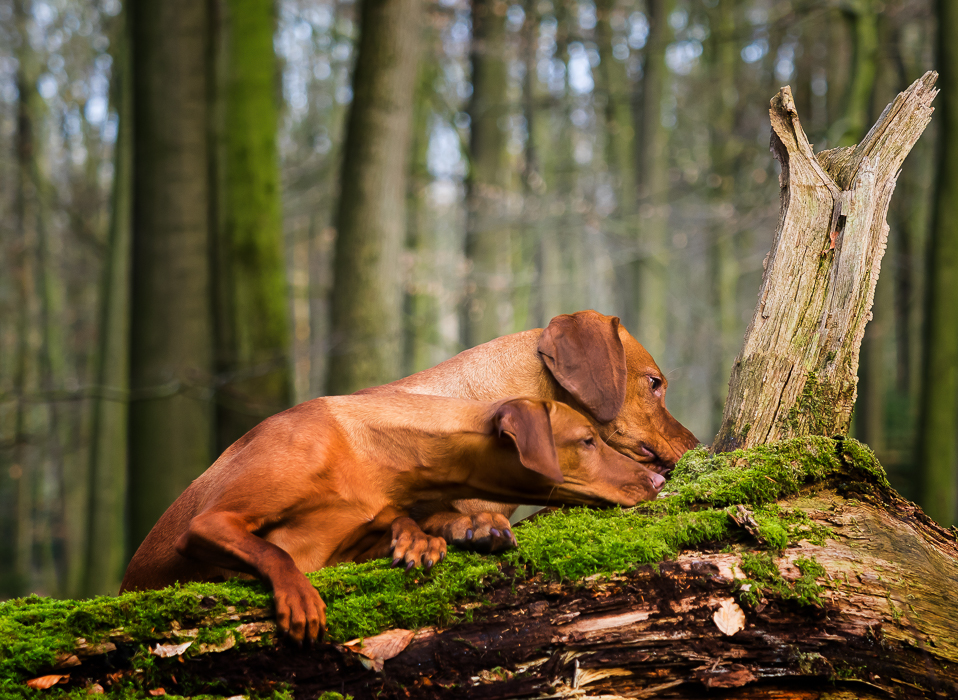 Der Suchenbaum