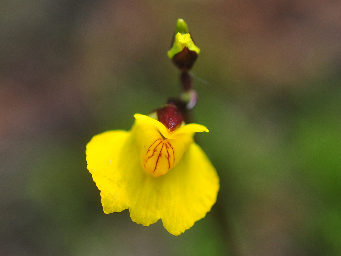 Der Südliche Wasserschlauch (Utricularia australis)