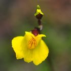 Der Südliche Wasserschlauch (Utricularia australis)