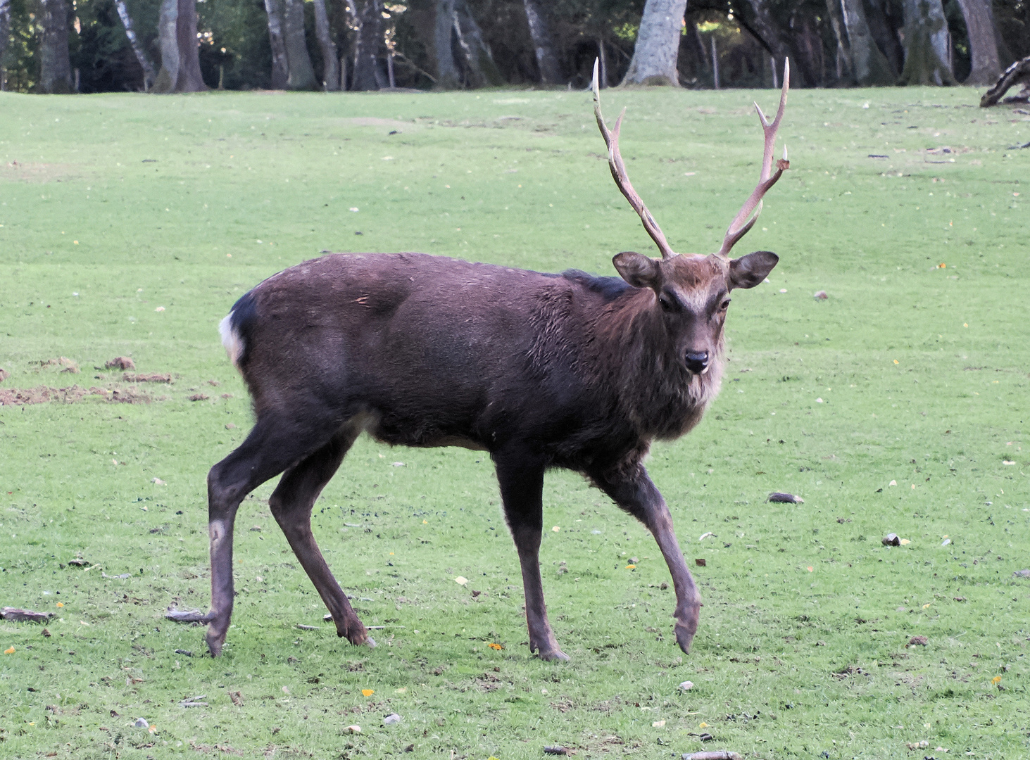 Der süße Sikahirsch…