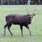 Der süße Sikahirsch…