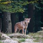 Der süße Wolf.....