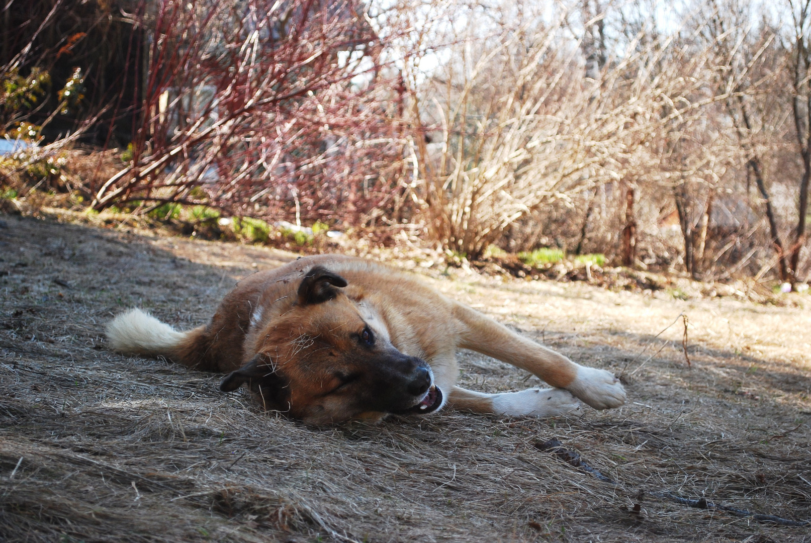 Der süßeste Hund - Tschuk! Er hat große Seele und das golde Herz!