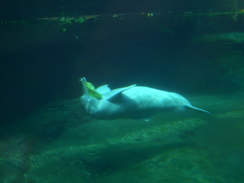 Der Süßwasserdelphin im Duisburger Tropenhaus