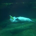 Der Süßwasserdelphin im Duisburger Tropenhaus