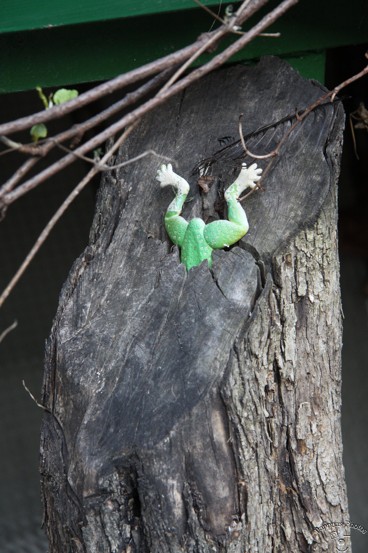 der Suicid-Frosch