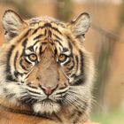 Der Sumatra-Tiger (Panthera tigris sumatrae)
