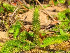 Der Sumpf- Bärlapp (Lycopodiella inundata)