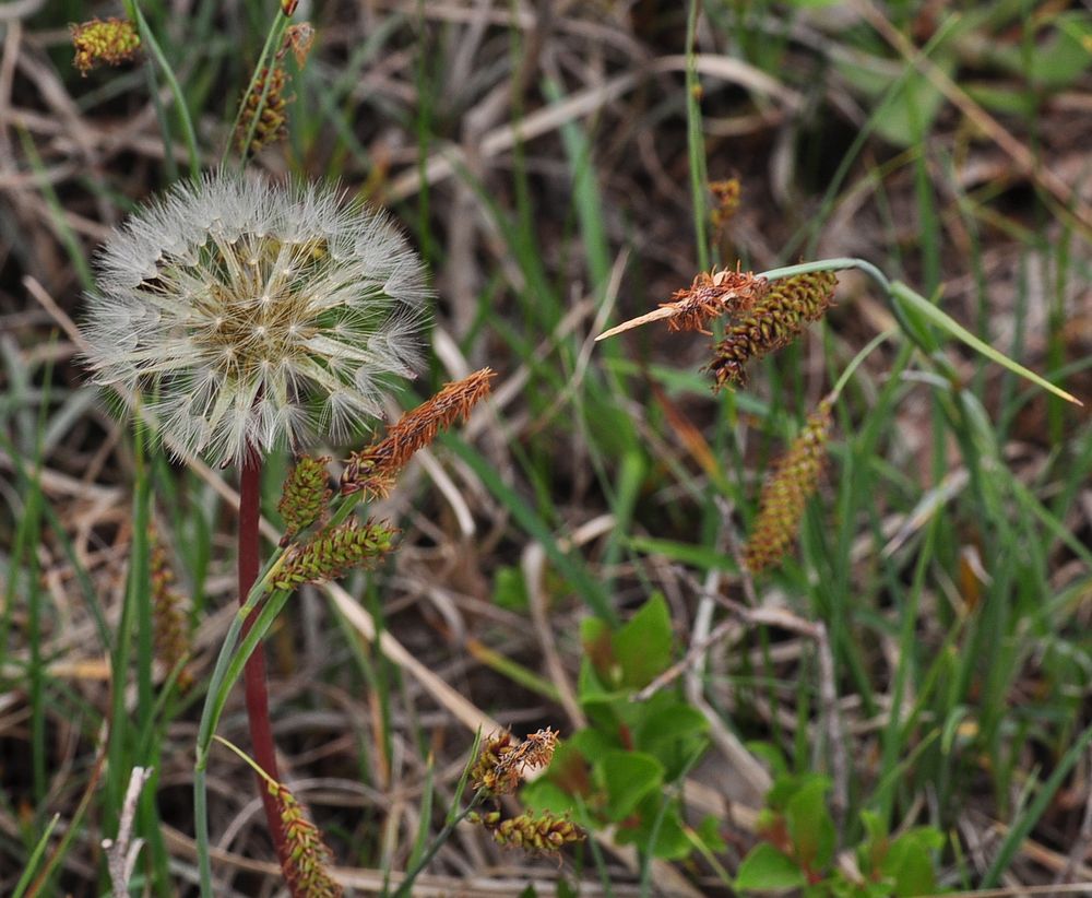 Der Sumpf- Löwenzahn (Taraxacum palustre)