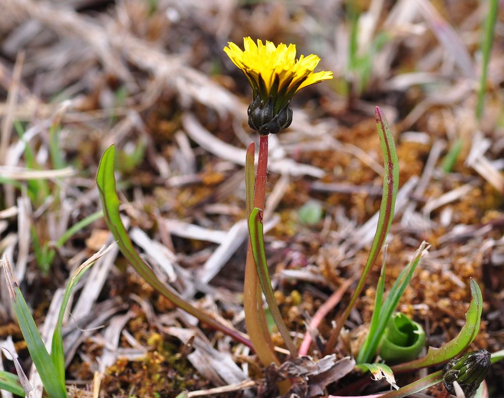 Der Sumpf- Löwenzahn (Taraxacum palustre)