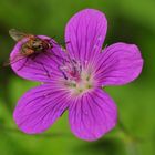 Der Sumpf- Storchenschnabel (Geranium palustre)