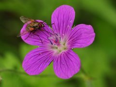 Der Sumpf- Storchenschnabel (Geranium palustre)