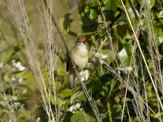 Der Sumpfrohrsänger macht seinem Namen alle Ehre